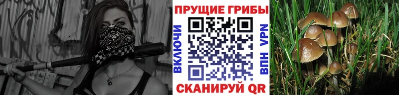 сколько стоит  Борзя  Галлюциногенные грибы Magic Shrooms 